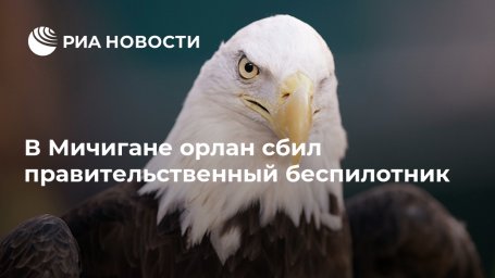 В Мичигане орлан сбил правительственный беспилотник