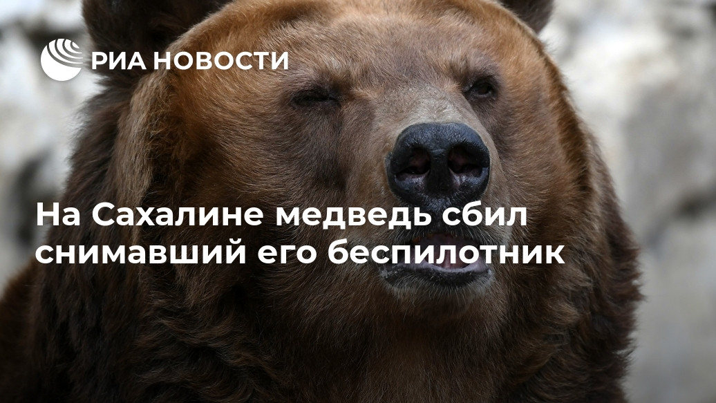 На Сахалине медведь сбил снимавший его беспилотник На Сахалине медведь сбил снимавший его беспилотник