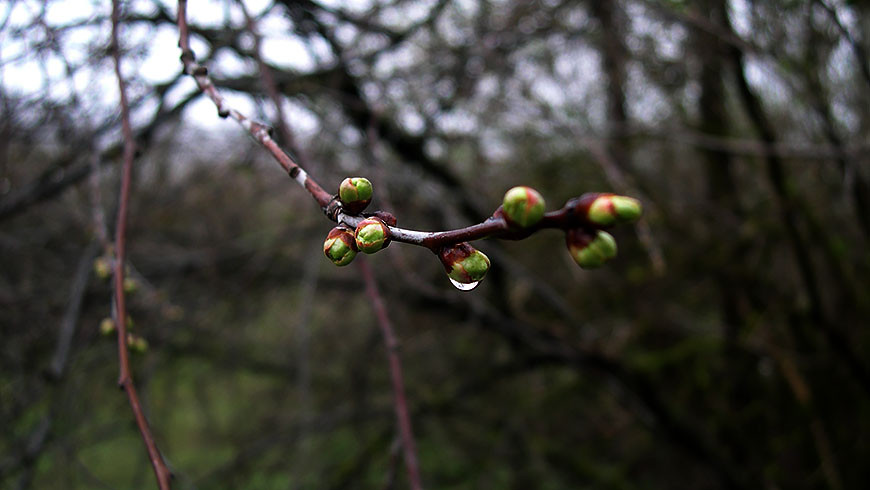 Когда скребуться кошки или назад в лето